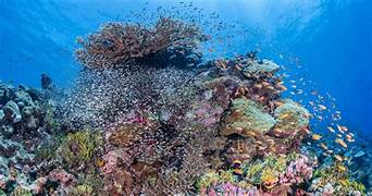 Coral Reef Exploration Tour